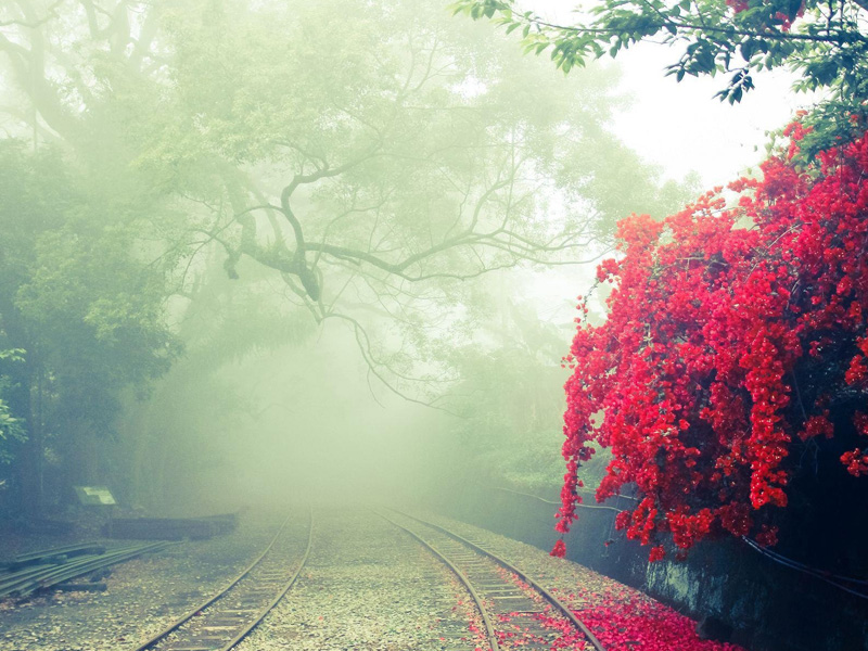 A train track with trees and fog in the background