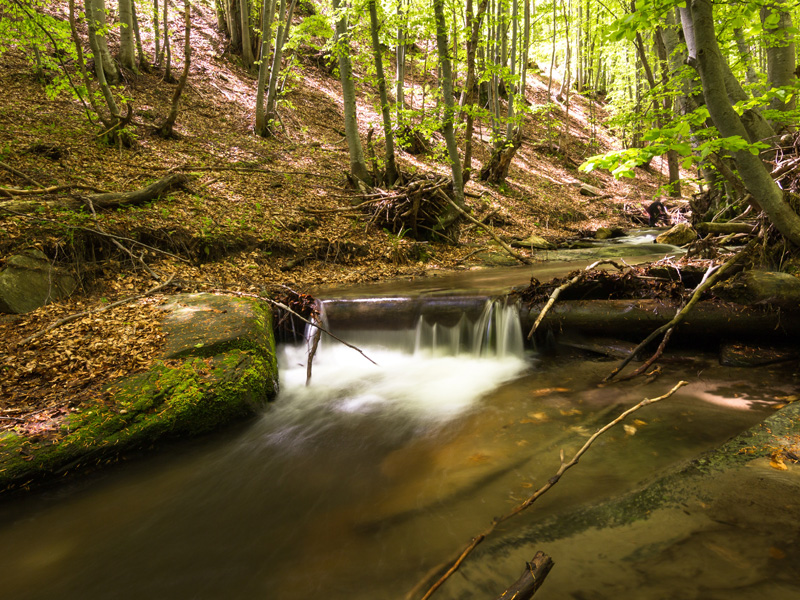 A stream running through the woods with rocks and trees.