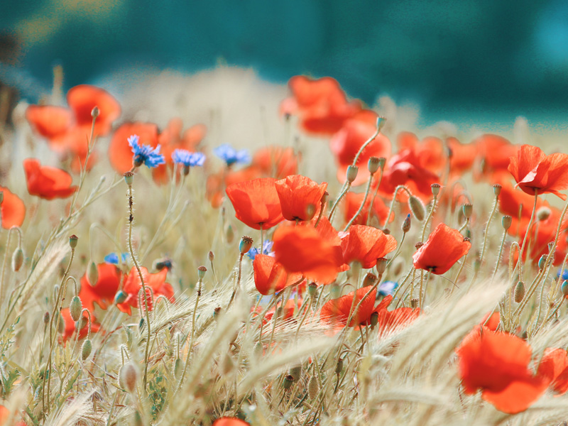 A field of red flowers with blue flowers in the background.