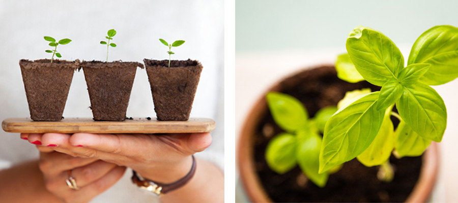 A person holding a wooden board with three small plants in it.