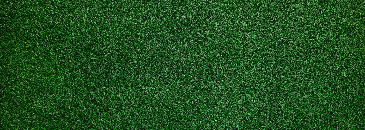 A closeup look at grass